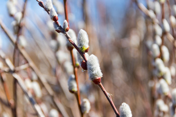 Close-up of the pussy willow branches at early spring