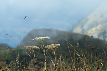 trockene gräser im kleinwalsertal