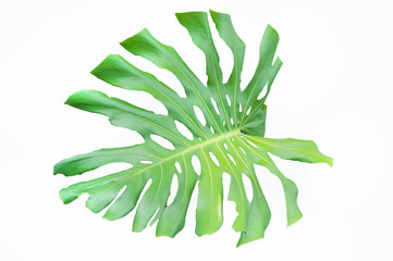 Green Monstera leaves on white