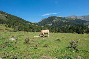 Fototapeta premium Cows on the road of Montgarri in the Valley of Aran