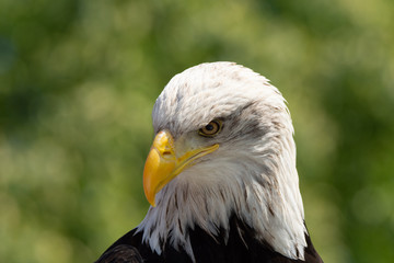 baldeagel headshot