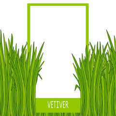 Vetiver. Plant. Template, frame, background.