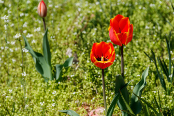 Red tulips on flowerbed in garden