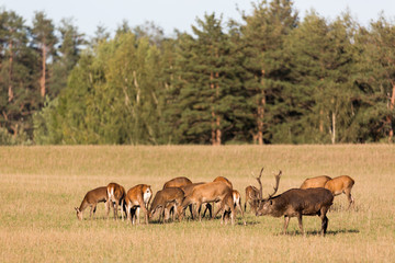 Naklejka na ściany i meble Red deer group with deer stag with big beautiful horns in autumn. Autumn landscape with herd of deer. Cervus Elaphus. Natural habitat.