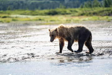 Beautiful Alaskan Coastal Brown Bear grizzly wanders in the creek of Katmai National Park looking...