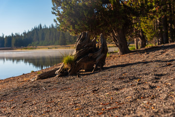 Fototapeta premium Tree stump on the coast of Lake Yellowstone 