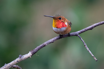 Rufus Hummingbird