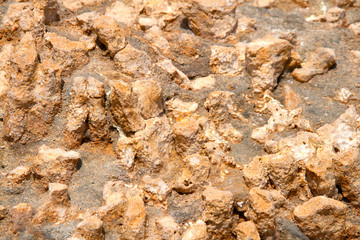Coral fossil