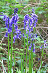 English Bluebells in a wood