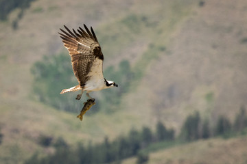Osprey Catch