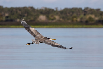 Great Blue Heron Glide