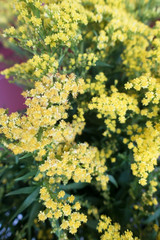 Yellow Spring Flowers background