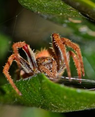 Macro of an Orb Weaver spider sitting on a leaf facing the camera and surrounded by strands of spider webs. Photo taken at night in Houston, TX.