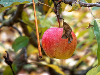 Red apple on a tree