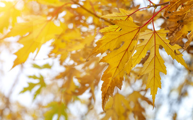 Yellow autumn maple leaves. Closeup.