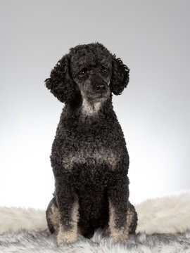 Black poodle portrait. Image taken in a studio  