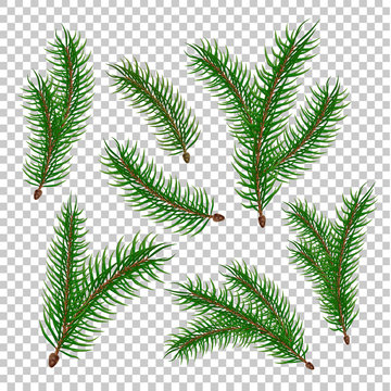 Vector realistic spruce fir tree branches set