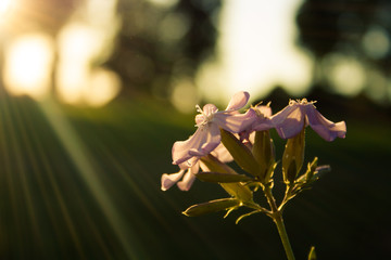 Fototapeta na wymiar golden hour blossom
