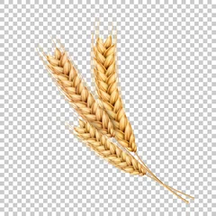 Poster Vector wheat ears spikelets realistic with grains © belokrylowa