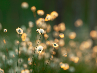 Cotton grass in the swamp. Nature background.