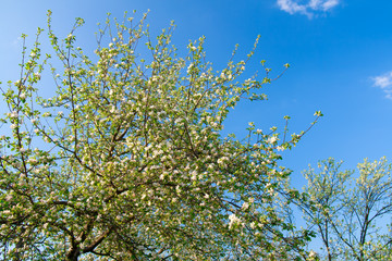 blossoming apple tree