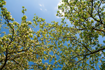 tree in spring