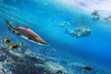Snorkeling in the tropical water with dangerous shark