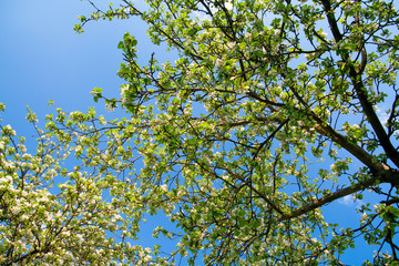 tree in spring