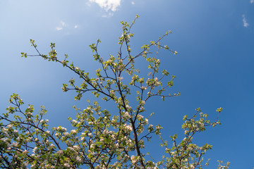 branch of a tree in spring