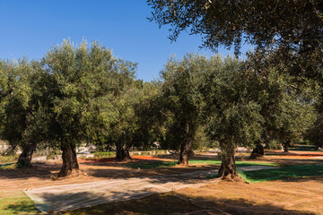 Alte Olivenbäume in Apulien