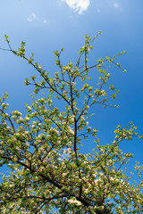 Fototapeta premium branch of a tree