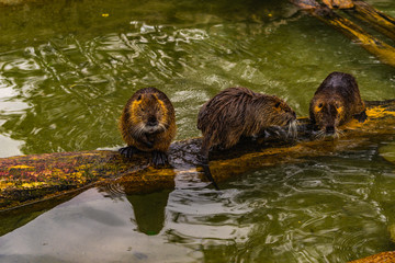Closeup of a beaver