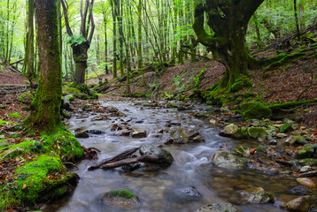 Beech along the Bianditzko river in the forest of Artikutza, Navarra