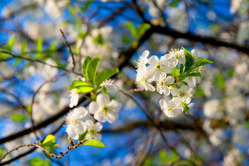 blooming cherry tree in spring