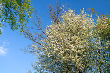 tree in spring