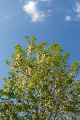 Fototapeta premium green leaves and blue sky