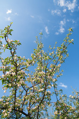 branch of a tree in spring