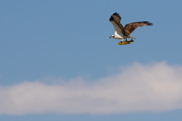 Raptor Dinner