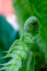 fern in the forest