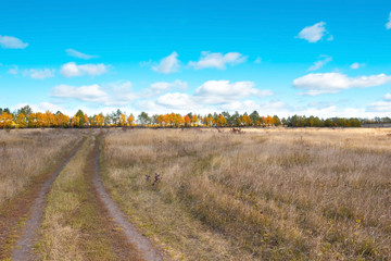 Fototapeta premium Autumn fall field landscape trees and road country scene