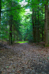 Fototapeta premium Dark forest