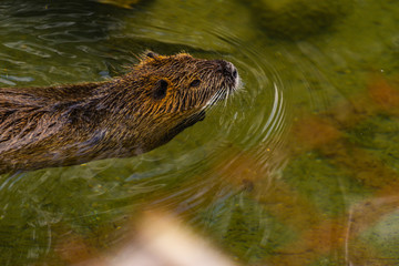 Closeup of a beaver