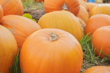 scary orange  halloween pumpkin jack o latern.