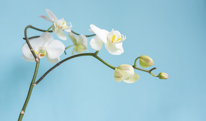 Obraz premium Close up of white phalaenopsis orchid against blue background (selective focus)