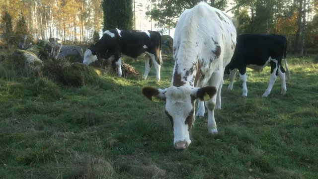 Small scale organic farm in the Swedish countryside, happy cattle on a meadow. Cattle are breed in a organic way.  Close up on a cow at the end of clip.