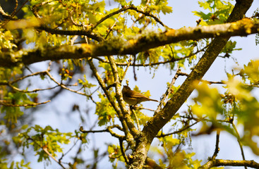 Petit oiseau dans les arbres