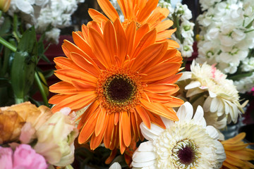 Orange Gerbera Flower Background