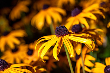 Echinacea in gelb