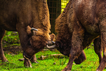 European bisons fighting © STORM INSIDE PHOTO