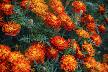 Close up of beautiful Marigold flower